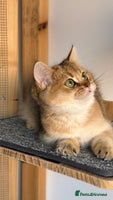 British Shorthair cats in Derby - Advert 15