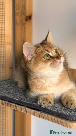 British Shorthair cats in Derby - Advert 6