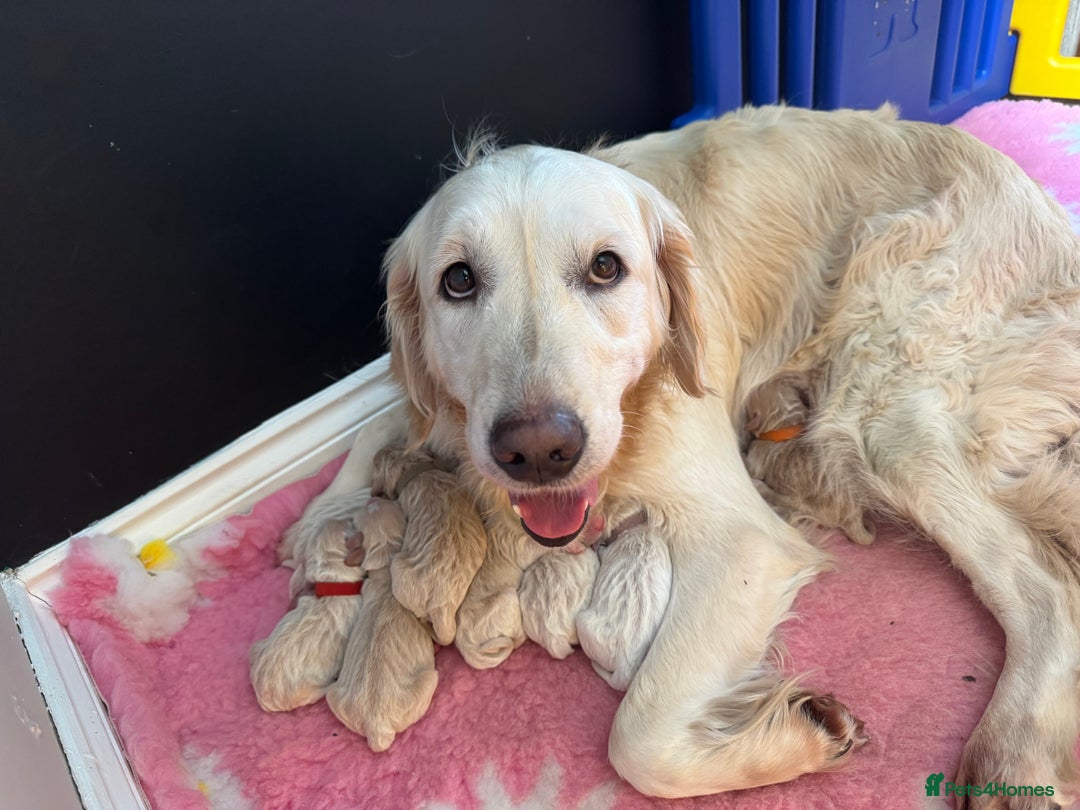Mini Goldendoodle dogs for sale: Stunning F1 Mini Goldendoodles  - Image 17