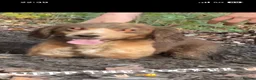 Bocker dogs for sale: 2 stunning bocker pups for sale  in Bradford - Advert 3