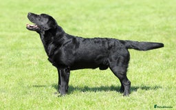 Labrador Retriever dogs for sale: Show Labrador puppies, parents fully health tested - Image 5