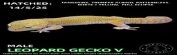 Leopard Gecko reptiles for sale: LEOPARD GECKOS (Hatchlings,Juvenile,Adult )  - Advert 2