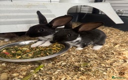 Rex rabbits for sale: Baby rex rabbits  - Image 2