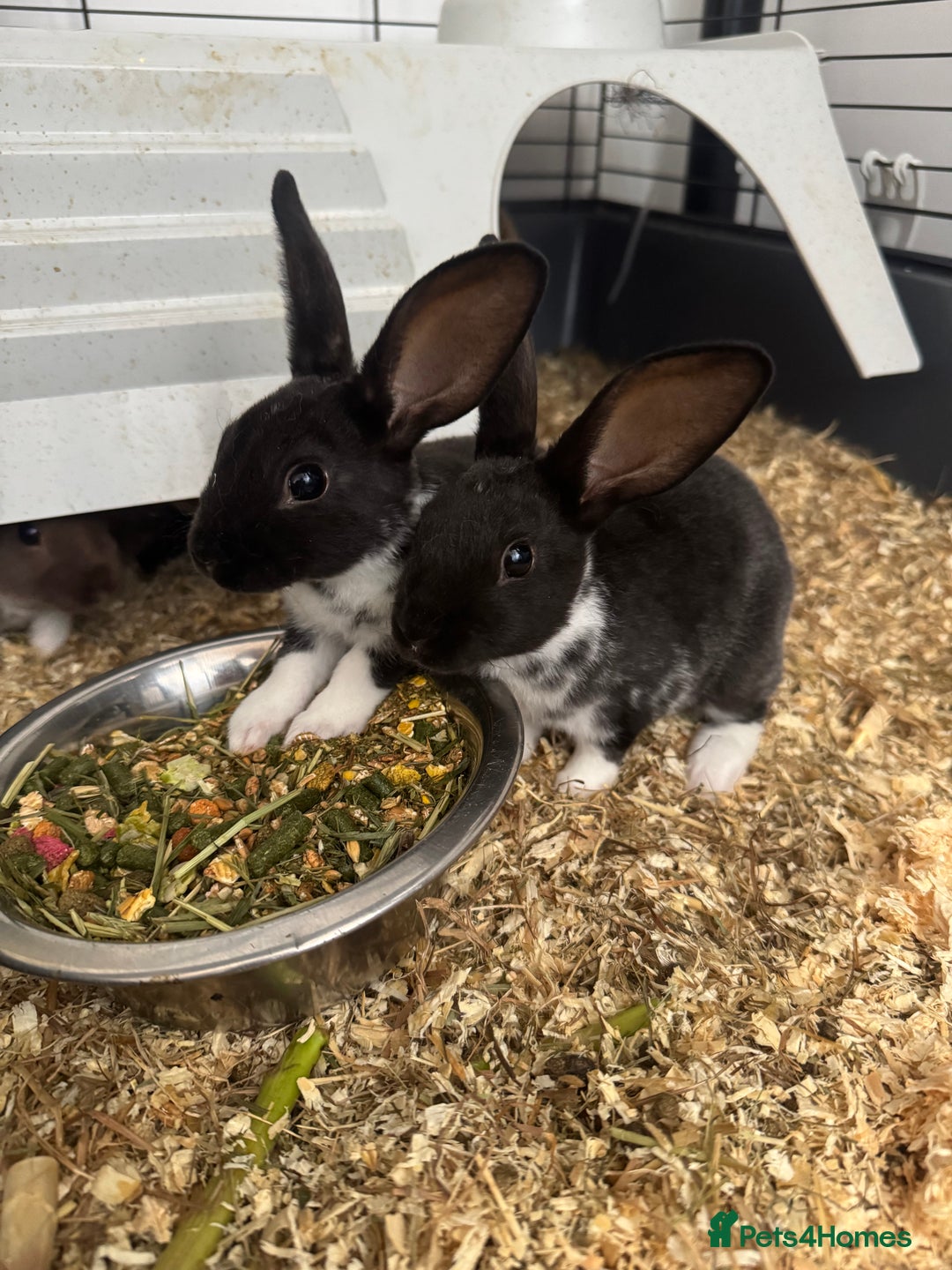 Rex rabbits for sale: Baby rex rabbits  - Image 2