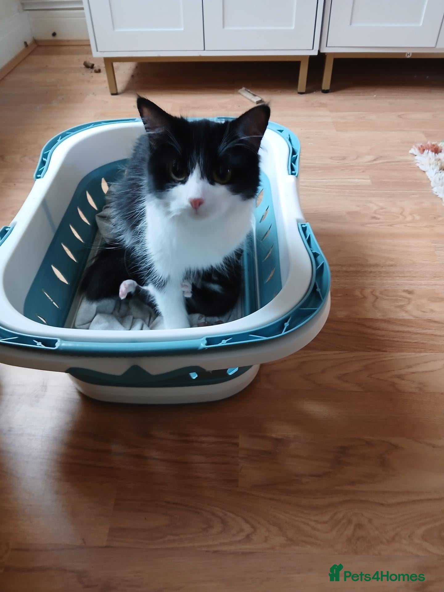 Ojos Azules cats Little guy - Advert 14