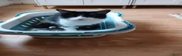 Ojos Azules cats for sale: Little guy in Maidstone - Advert 1