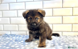 German Shepherd dogs for sale: KC Registered German Shepard Babies 🐾🐾🐾 - Image 1