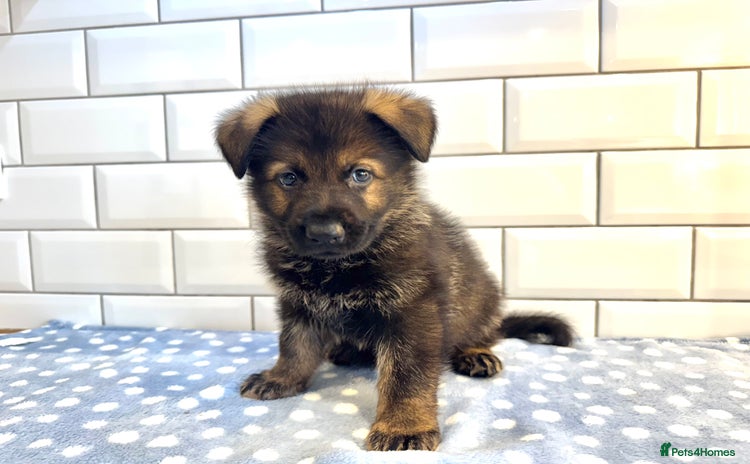 German Shepherd dogs - Advert 15