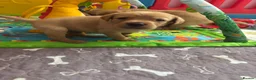 Labrador Retriever dogs for sale: Fox red Labradors  - Advert 29