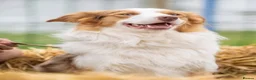 Border Collie dogs for stud: Stunning Blue Eyed Red Merle BorderCollie for Stud - Advert 10