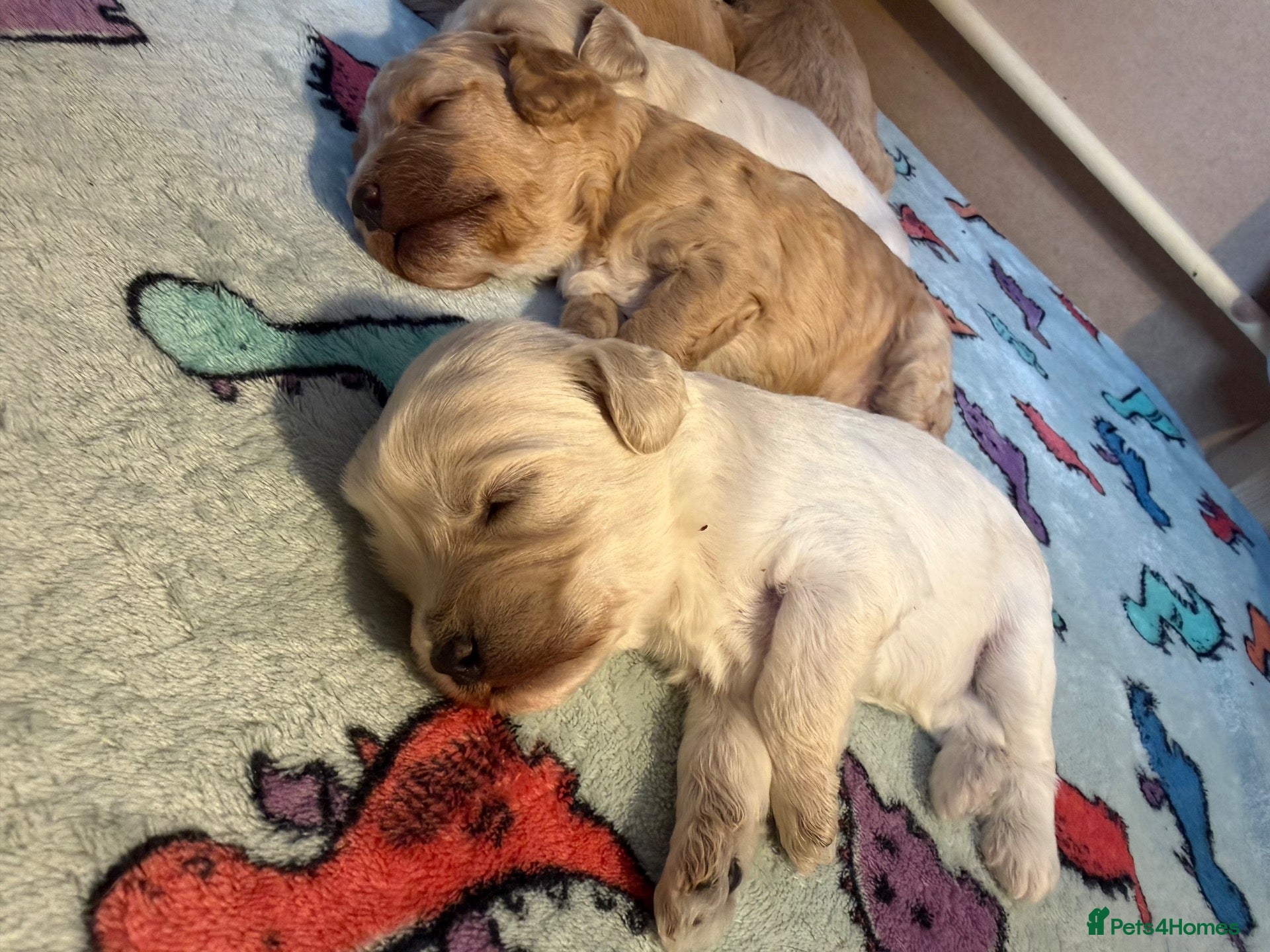 Cockapoo dogs Beautiful cockapoo puppies 🐶  - Advert 5