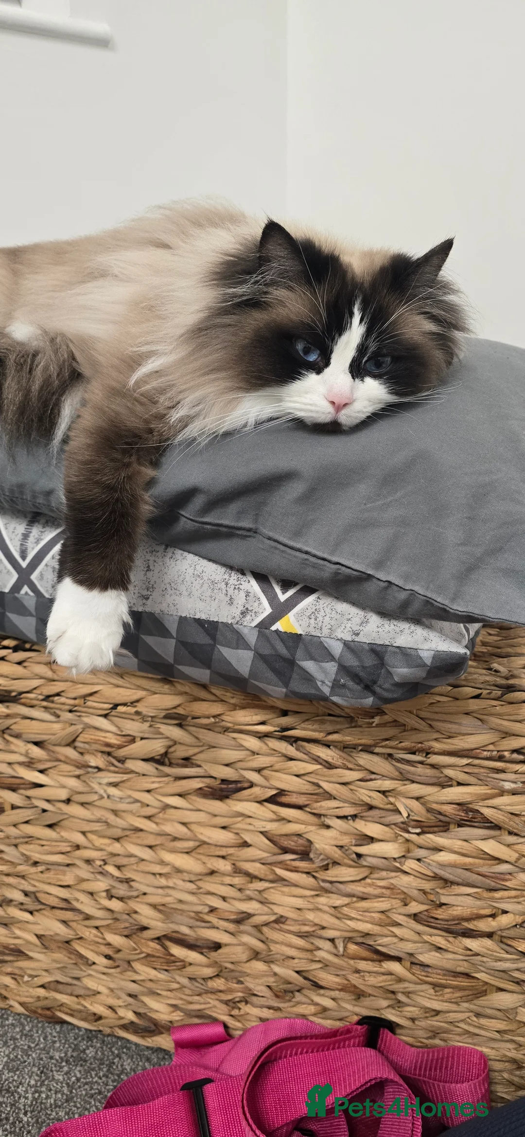 Ragdoll cats for sale: 5 Beautiful Ragdolls  - Advert 2