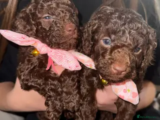 Cavapoo dogs Beautiful fluffy bears - Advert 6