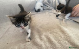 British Shorthair cats for sale: Lovely kittens            - Image 6