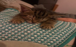 Mixed Breed cats for sale: Beautiful bengal cross kittens  - Image 2