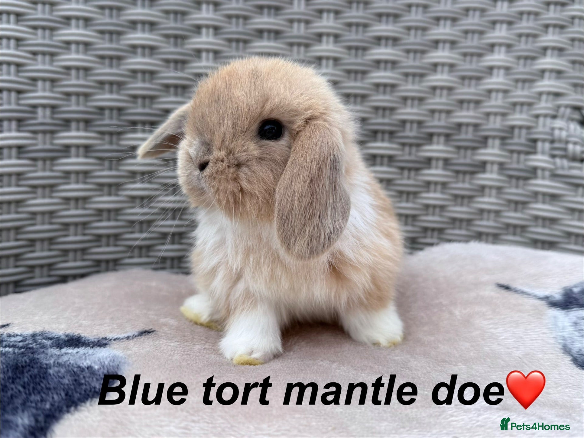 Mini Lop rabbits Last mini lop doe to reserve - ready leave 26/10 - Advert 13