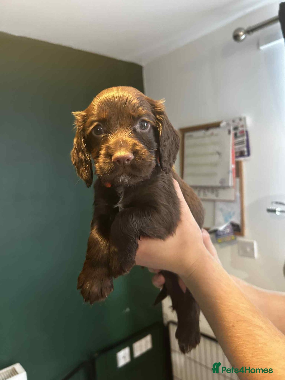 Sprocker dogs for sale: Last lovely little female sprocker available - Image 10