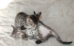 Bengal cats for sale: Adorable, affectionate, so cute kittens for sale!! - Image 22
