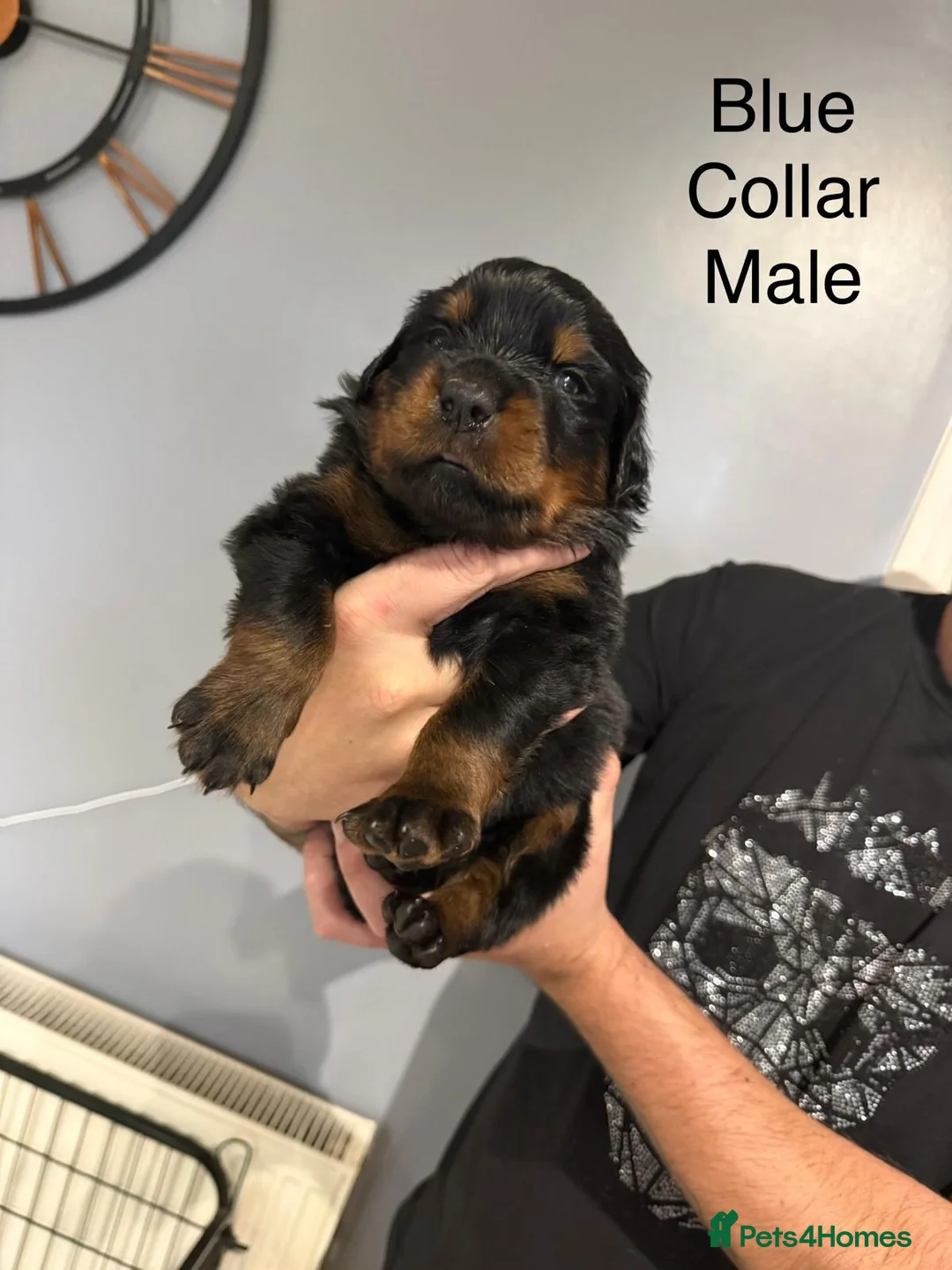 Rottweiler dogs for sale: Chunky Rottweiler Puppies - 6 girls 3 boys  - Advert 9
