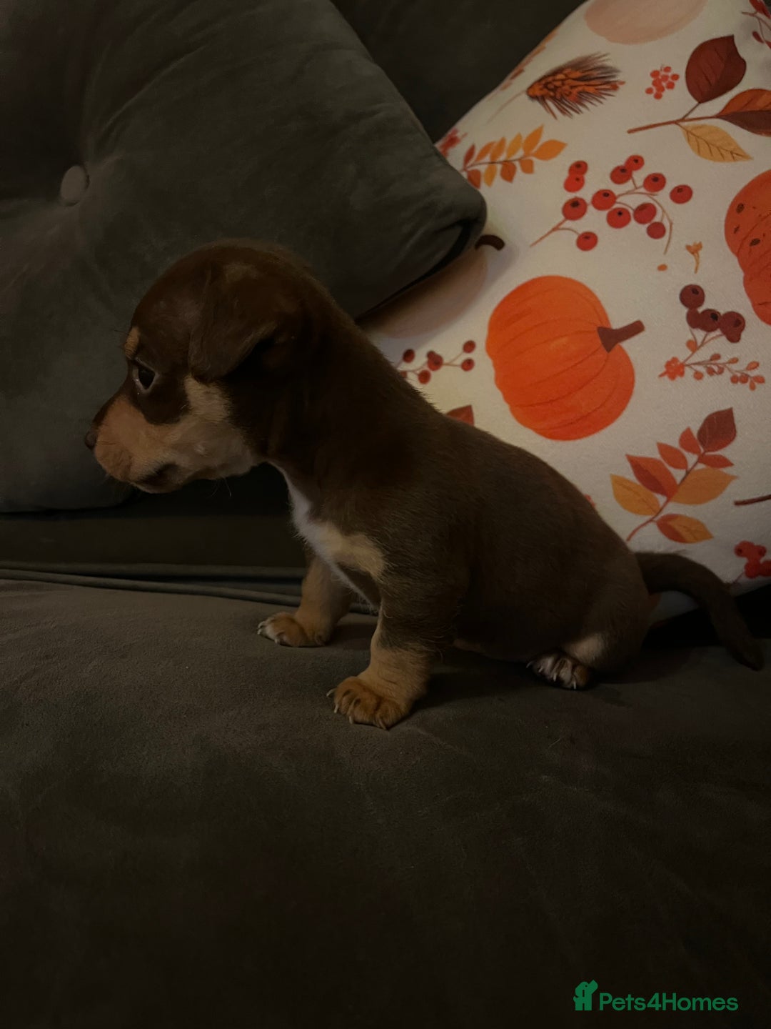 Jack Russell dogs for sale: Jack Russell puppies for sale  - Image 2