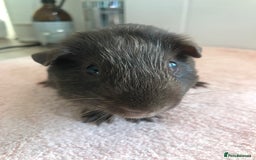 Guinea Pig rodents for sale: Tweedy boar and Lemon Rex Sow - Image 6