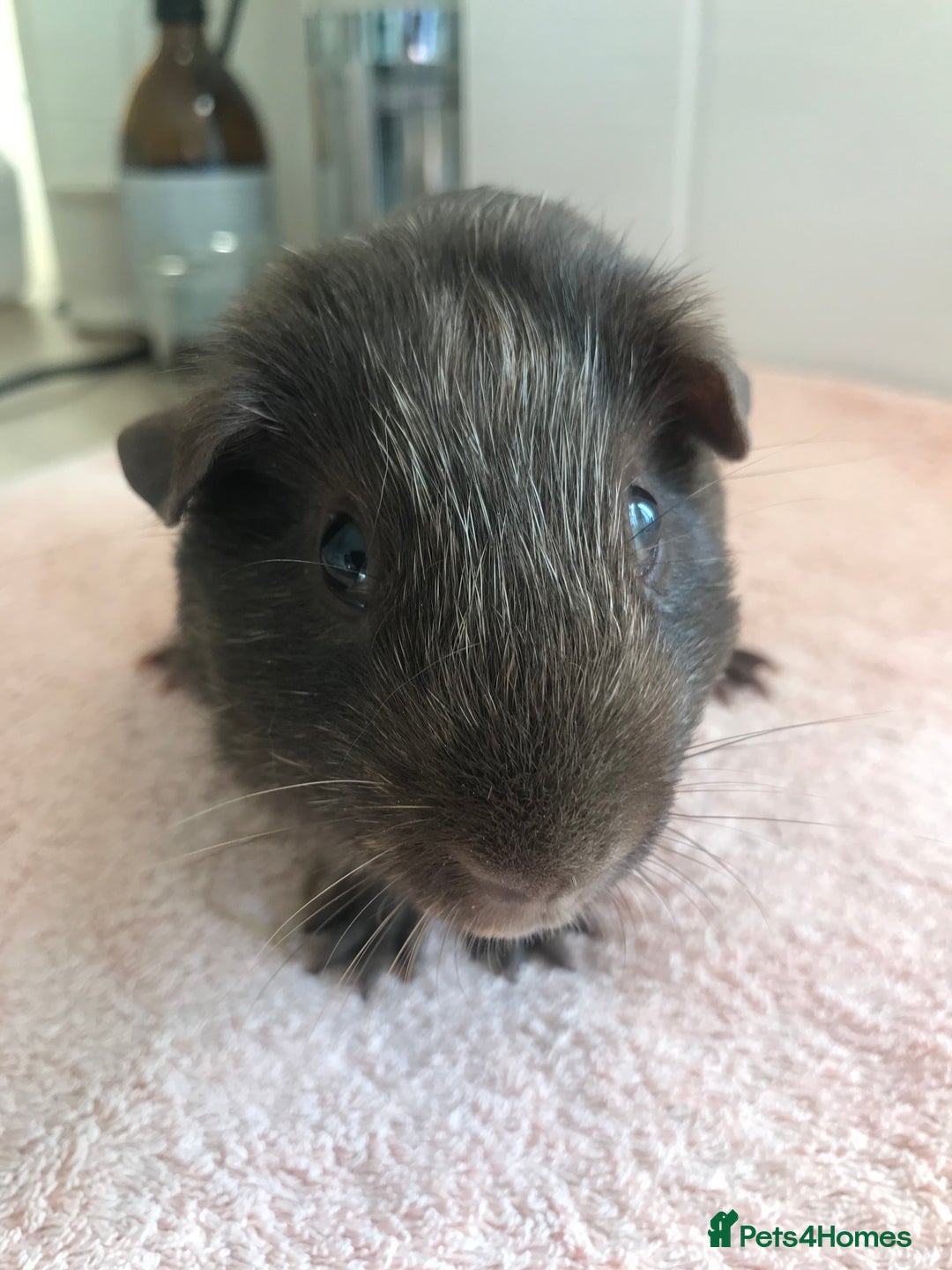 Guinea Pig rodents for sale: Tweedy boar and Lemon Rex Sow - Image 6
