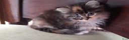 Siberian cats for sale: Adorable Siberian Kittens - Advert 8