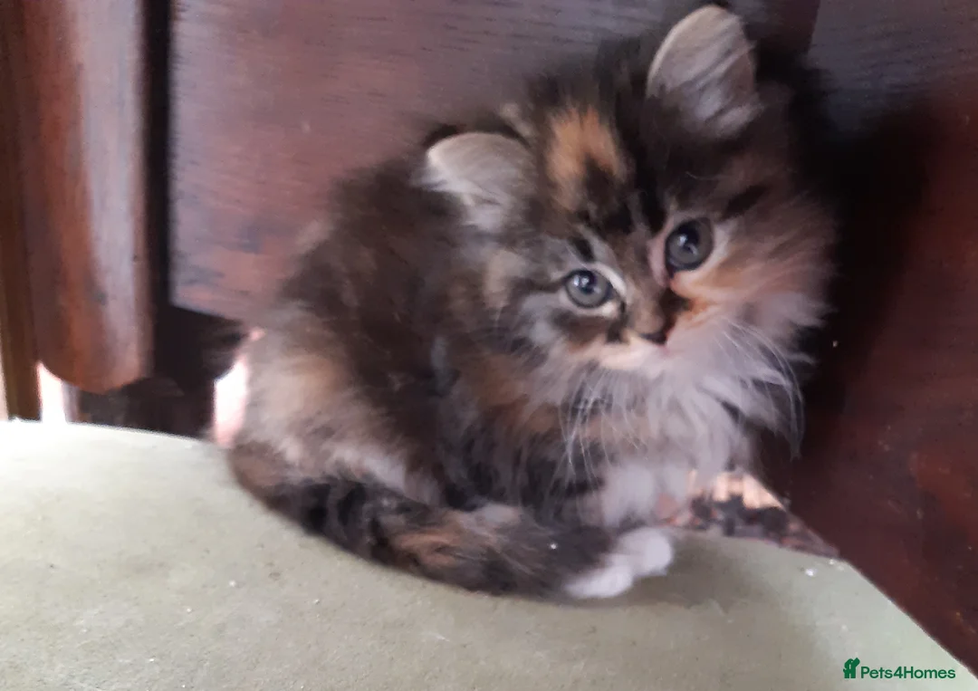 Siberian cats for sale: Adorable Siberian Kittens - Advert 8