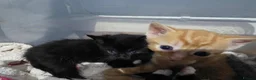 Mixed Breed cats for sale: gorgeous kittens - Advert 5