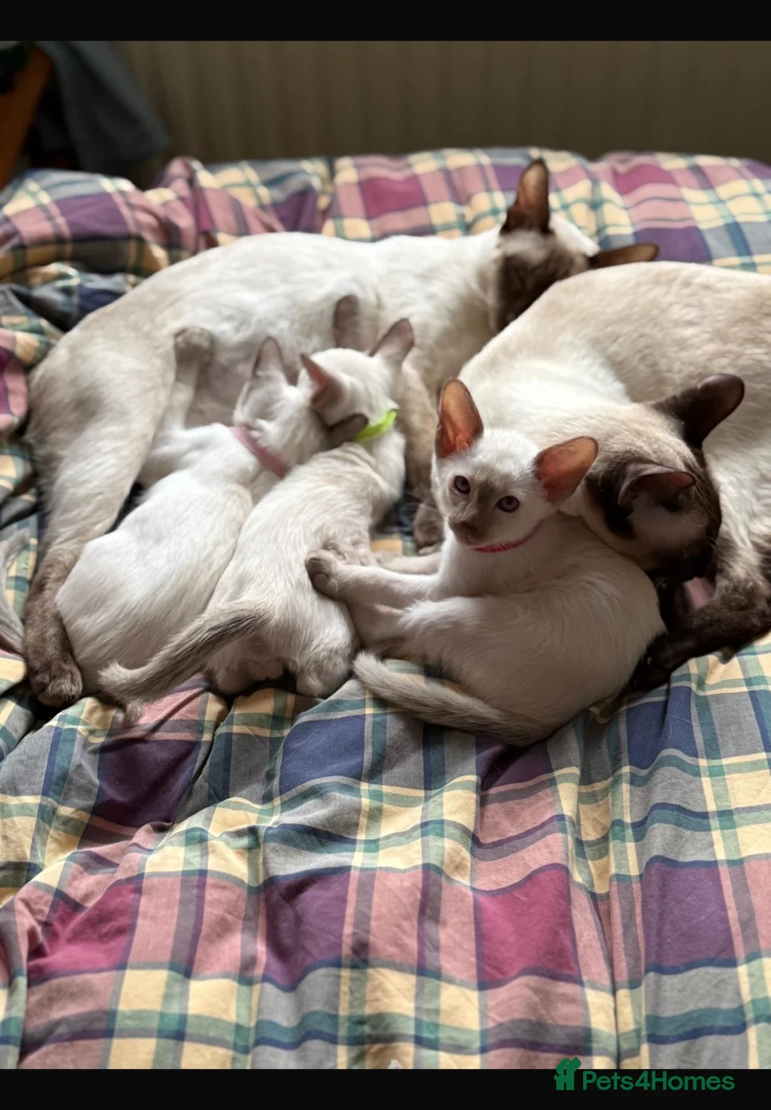 Siamese cats for sale: Siamese kittens  - Advert 10