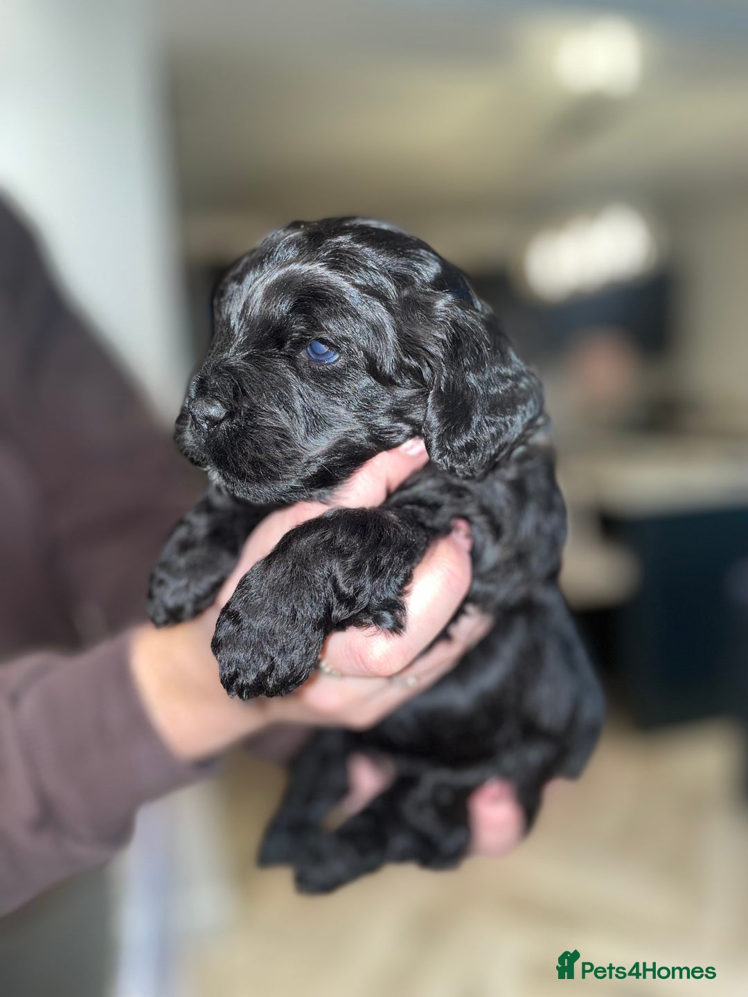 Mixed Breed dogs for sale: Shihpoo x Cockapoo Puppies 🐶  - Advert 6