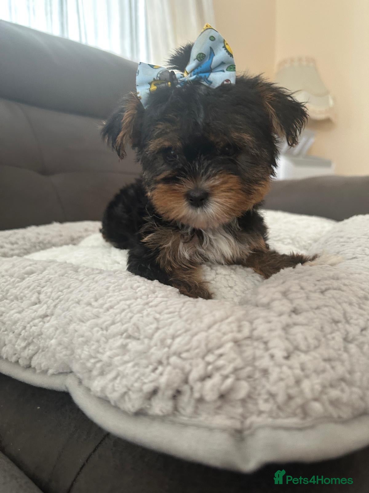 Yorkshire Terrier dogs Toy Yorkshire terrier puppies  - Advert 8