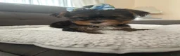 Yorkshire Terrier dogs for sale: Toy Yorkshire terrier puppies  - Advert 1