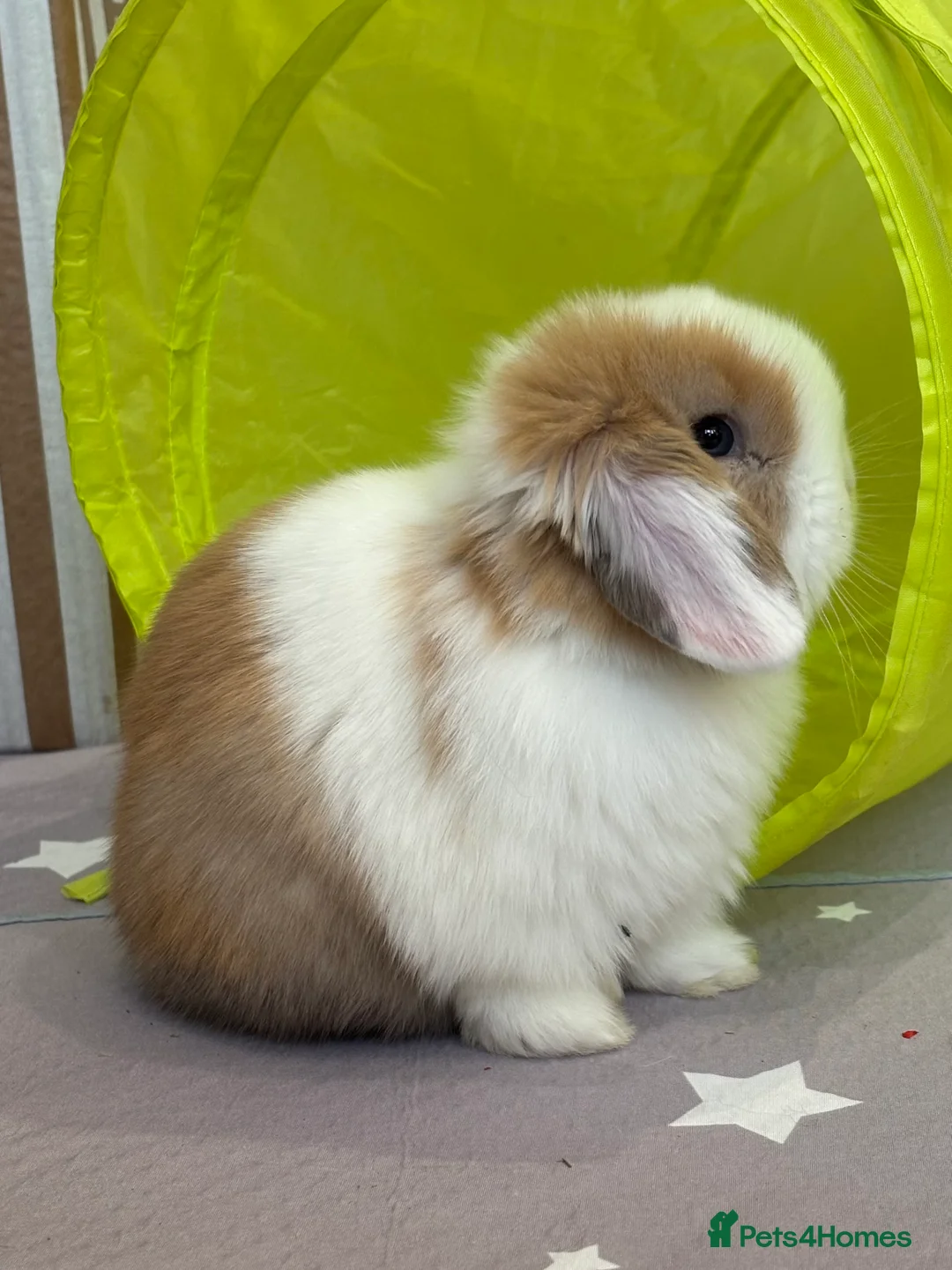 Mini Lop rabbits for sale: 2 Pure Mini Lops - Available 27th Feb - Advert 8