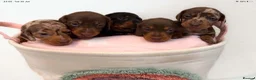 Miniature Dachshund dogs for sale: Miniature dachshund pups.KC reg&council licensed - Advert 10
