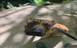 Mixed Breed dogs for sale: Urgent rehome- experienced handler  - Image 5