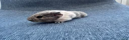 Guinea Pig rodents for sale: Guinea pigs available  - Advert 7