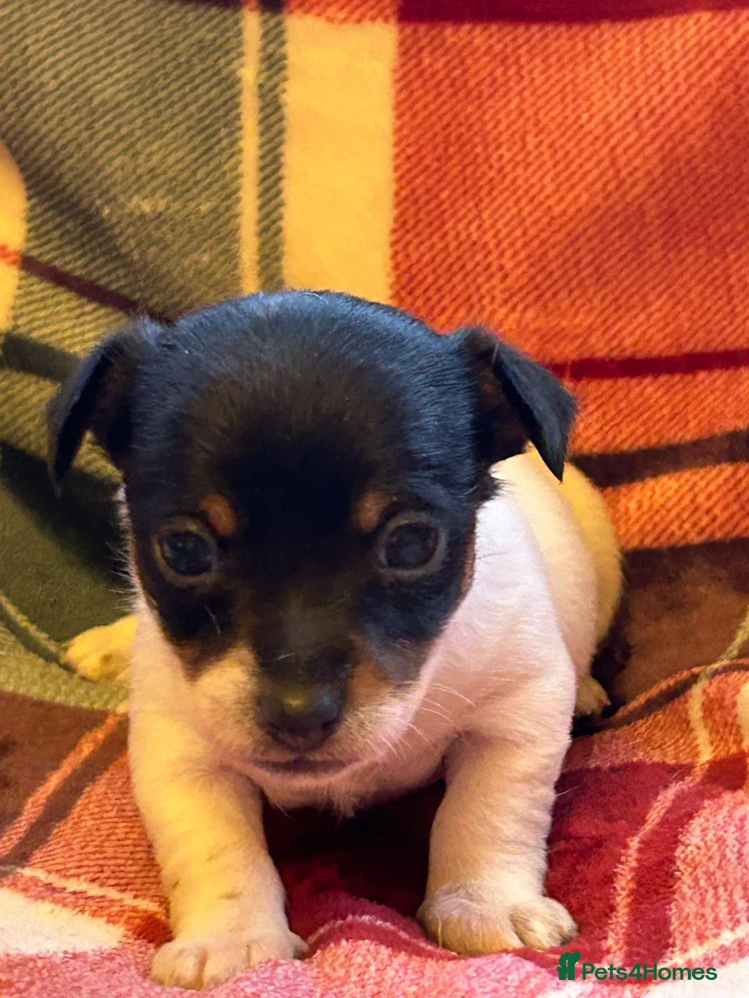 Jack Russell dogs for sale: Stunning Miniature Jack Russell Puppies  - Advert 13
