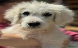 Mixed Breed dogs for adoption: Meet JOJO - a superb big girl, for a Loving Home - Image 15