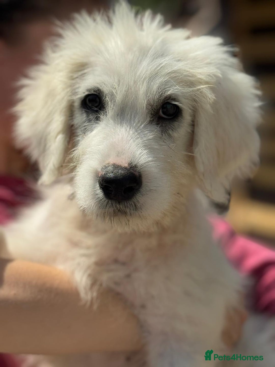 Mixed Breed dogs for adoption: Meet JOJO - a superb big girl, for a Loving Home - Image 15