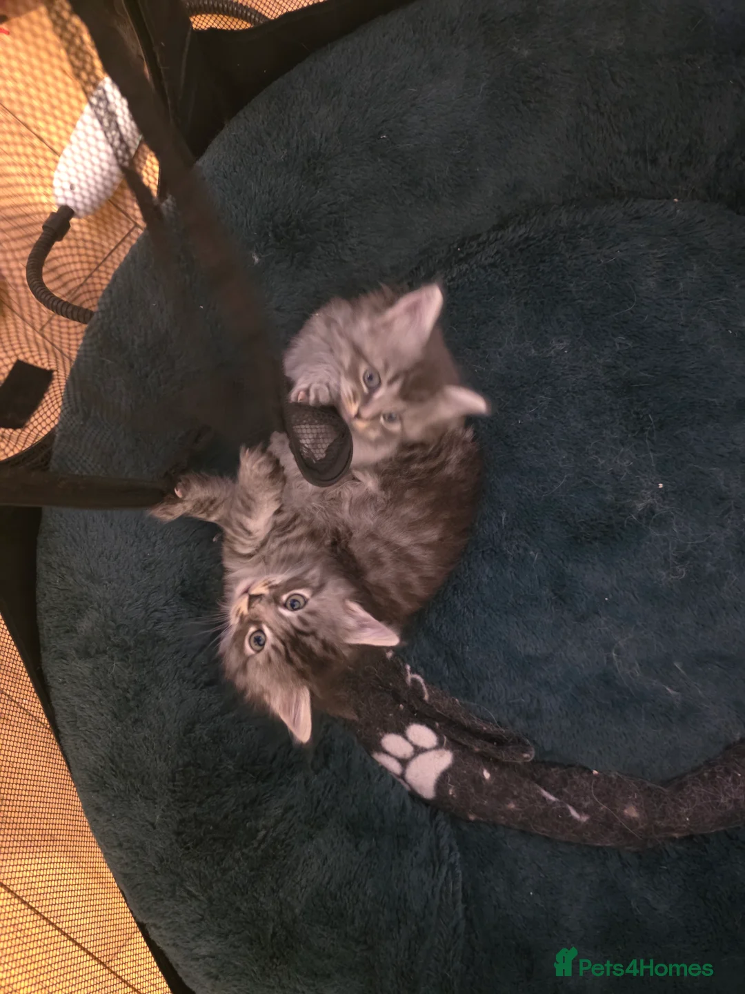 Maine Coon cats for sale: Pure maine coons kittens 2bs 3gs ready 14/2/26 - Advert 3