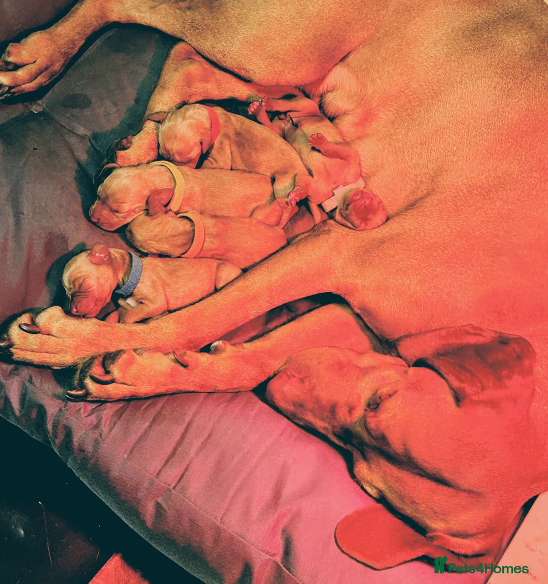 Hungarian Vizsla dogs for sale: Hungarian Vizsla Puppies - Advert 1