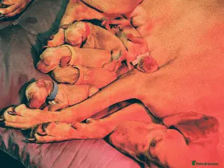 Hungarian Vizsla dogs Hungarian Vizsla Puppies - Advert 16