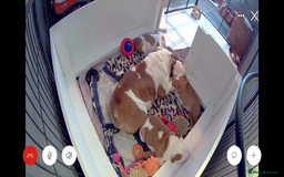 English Bulldog dogs for sale: Quality Ruakuri British standard bulldog - Image 14