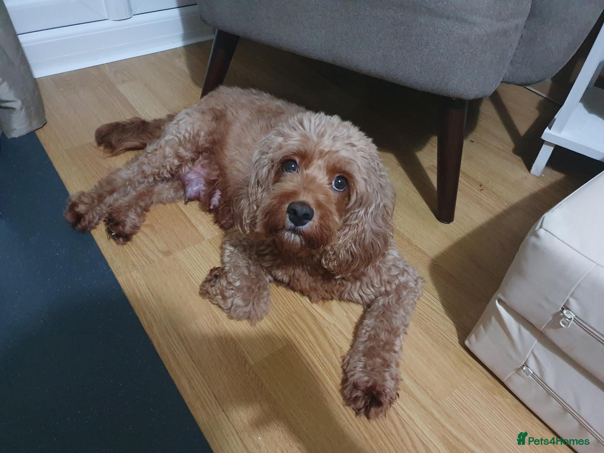 Mixed Breed dogs Cavapoochons 3 boys 3 girls beautiful colours  - Advert 1
