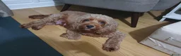 Mixed Breed dogs for sale: Cavapoochons 3 boys 3 girls beautiful colours  - Advert 1