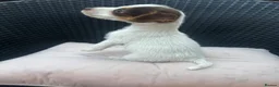 Jack Russell dogs for sale: 🐾Jack Russell Pups for Their Forever Homes! 🐾 - Advert 29