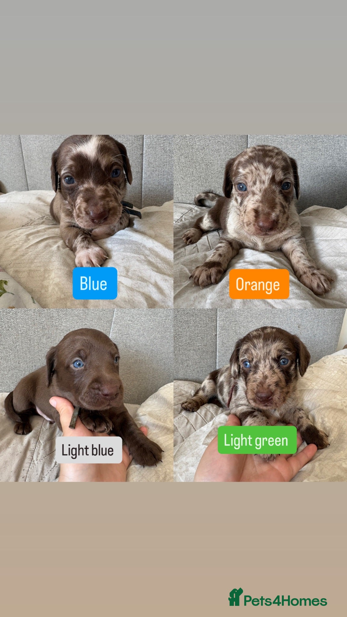 Labradoodle dogs Stunning Rare liver Merle labradoodles 🐾 - Advert 2