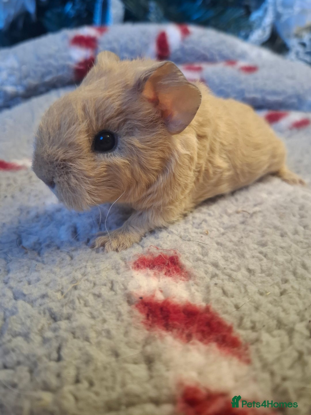 Guinea Pig rodents for sale: Sheltie Baby Guinea pigs Boys & Girls - Advert 1