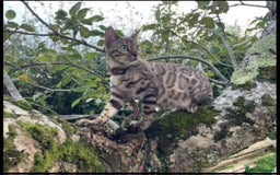 Bengal cats for sale: Bengal Kittens Tica Registered  - Image 35